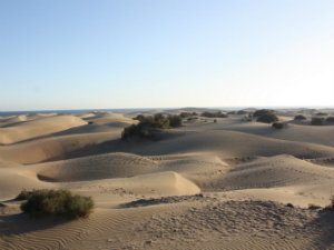 Costa Canaria, 2012