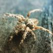 Heute zu Gast: Die #Gartenkreuzspinne #Spinne 🕷️