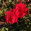 Rote Rosen 🌹#roterosen #roterosen🌹 #donaupark #wien🇦🇹 #rosengarten