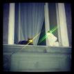 Sith and Jedi cats in Vienna #vienna #cats #katzen