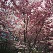This is #Hanami in #Vienna