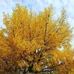 October yellow #autumn🍁 #fall